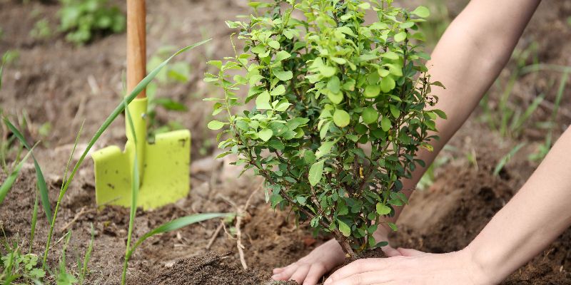 planting tree