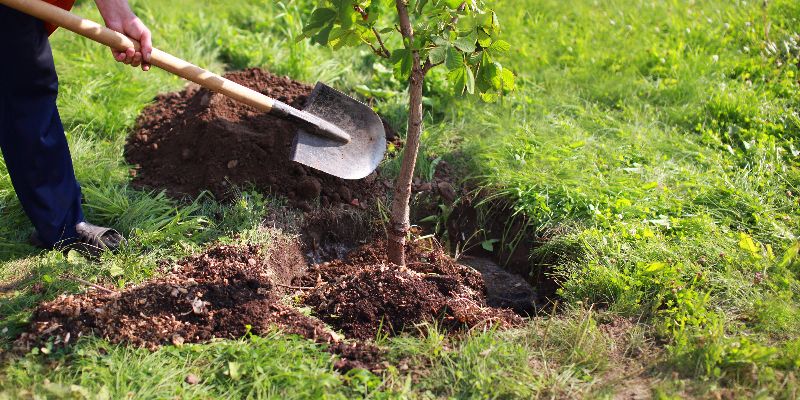 planting tree